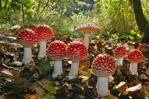 Felrode vliegenzwammen met witte stippen staan tussen herfstbladeren in een bosrijke omgeving.