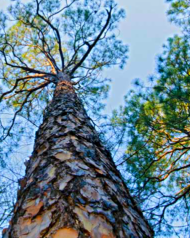 Long Leaved Pine Plant a Billion Trees