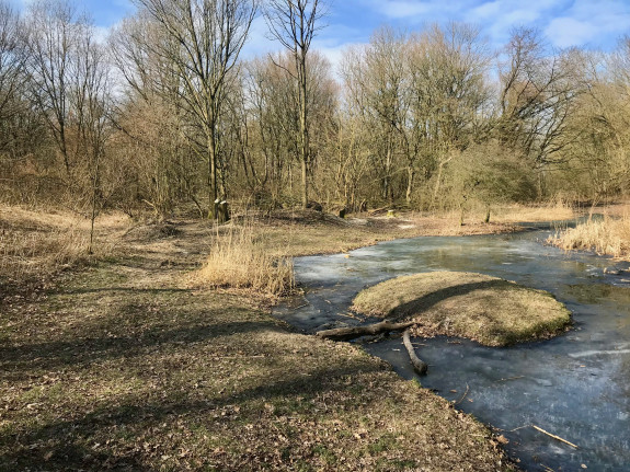 bospoel vroege vogelbos