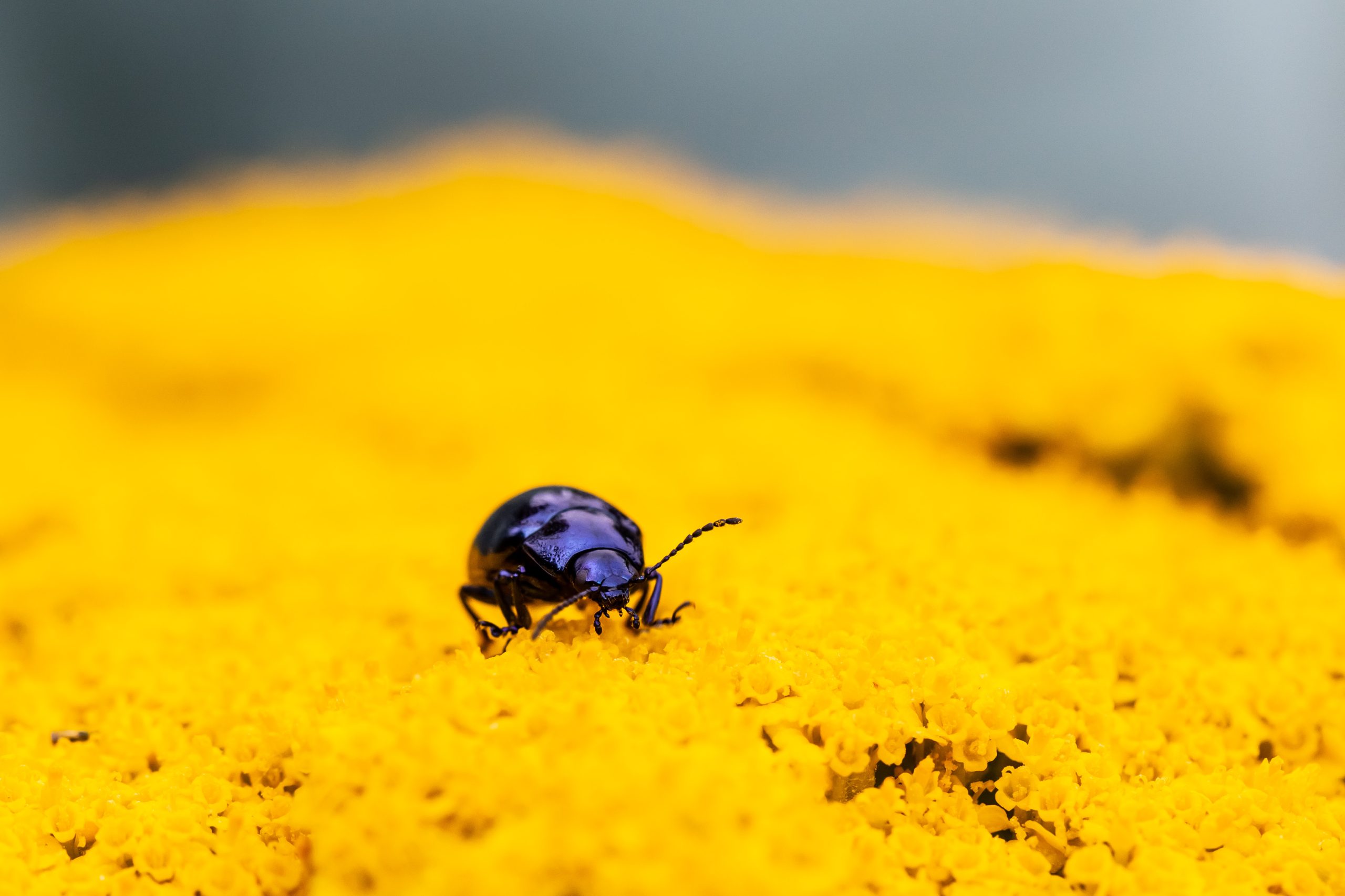 Zomerse foto’s uit IVN Bostuin