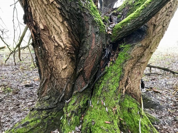 dikke boom almere