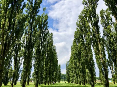 Natuurexcursie in het Kathedralenbos