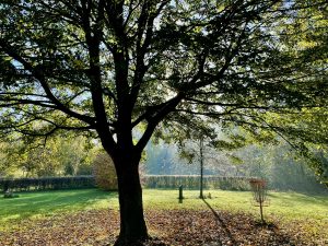Grote boom in park met schaduwen op gras en discgolf mand op zonnige dag.