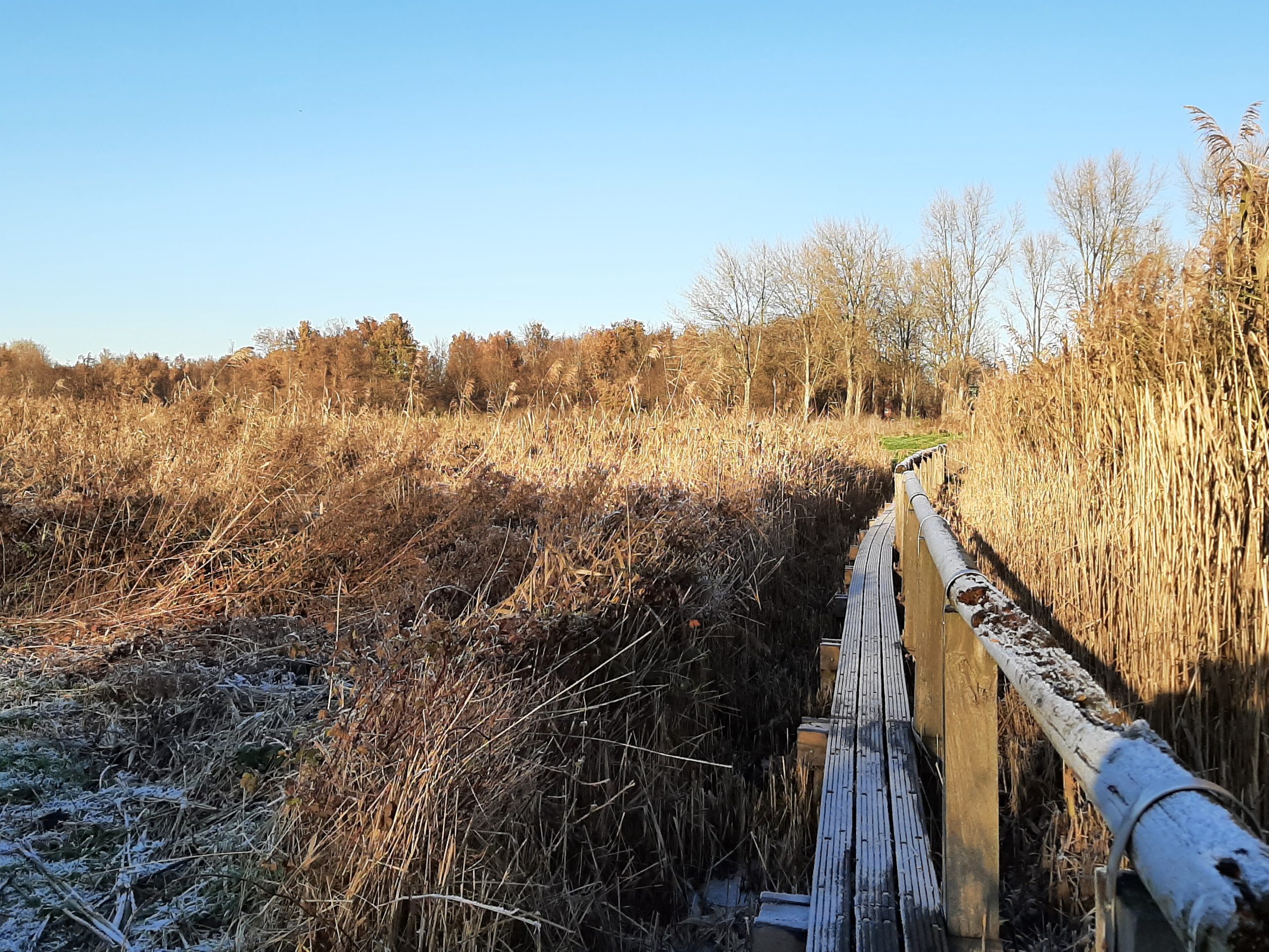 Houten brugpad door rietgras in bevroren natuurgebied bij heldere, zonnige hemel.