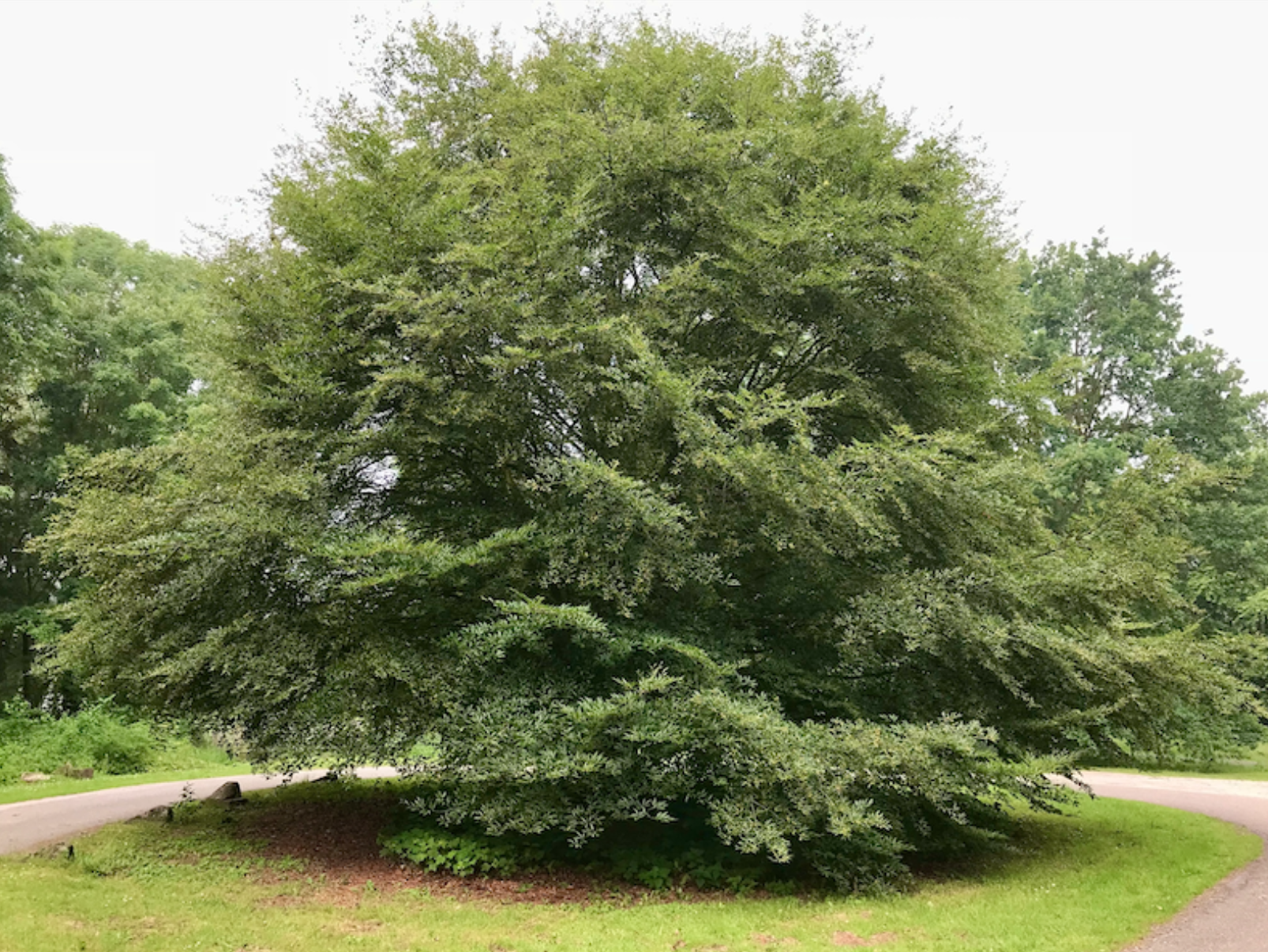 Grote groene boom langs een kronkelend pad in een parkachtige omgeving.
