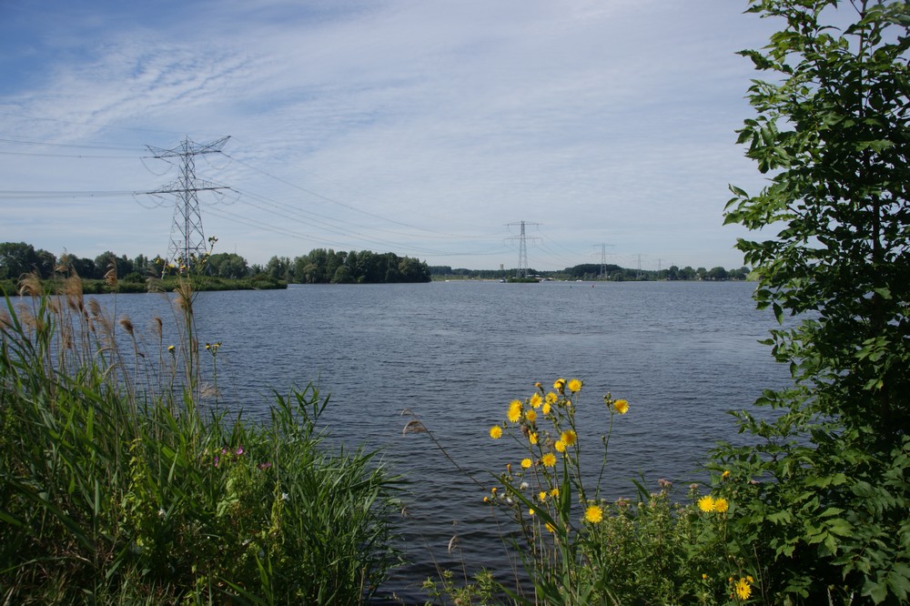 Uitzicht op meer met gele bloemen, struiken en elektriciteitsmasten aan de horizon.