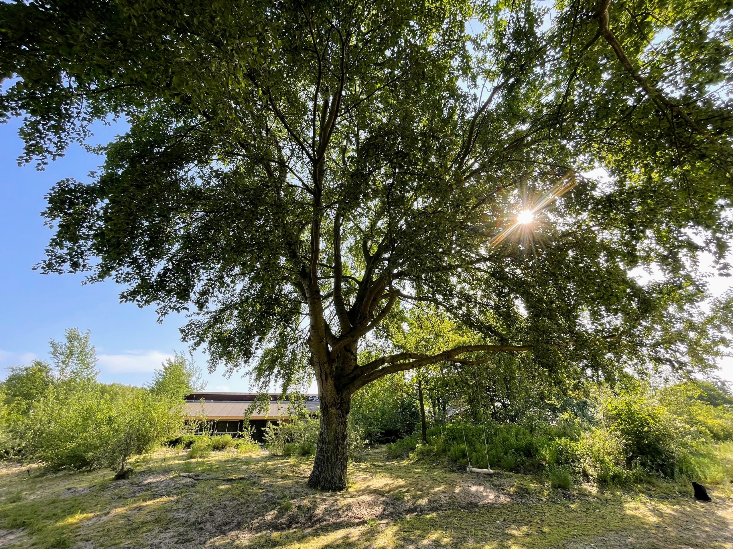 Grote boom met zonlicht erachter, grasland en schaduw, gebouw op de achtergrond.