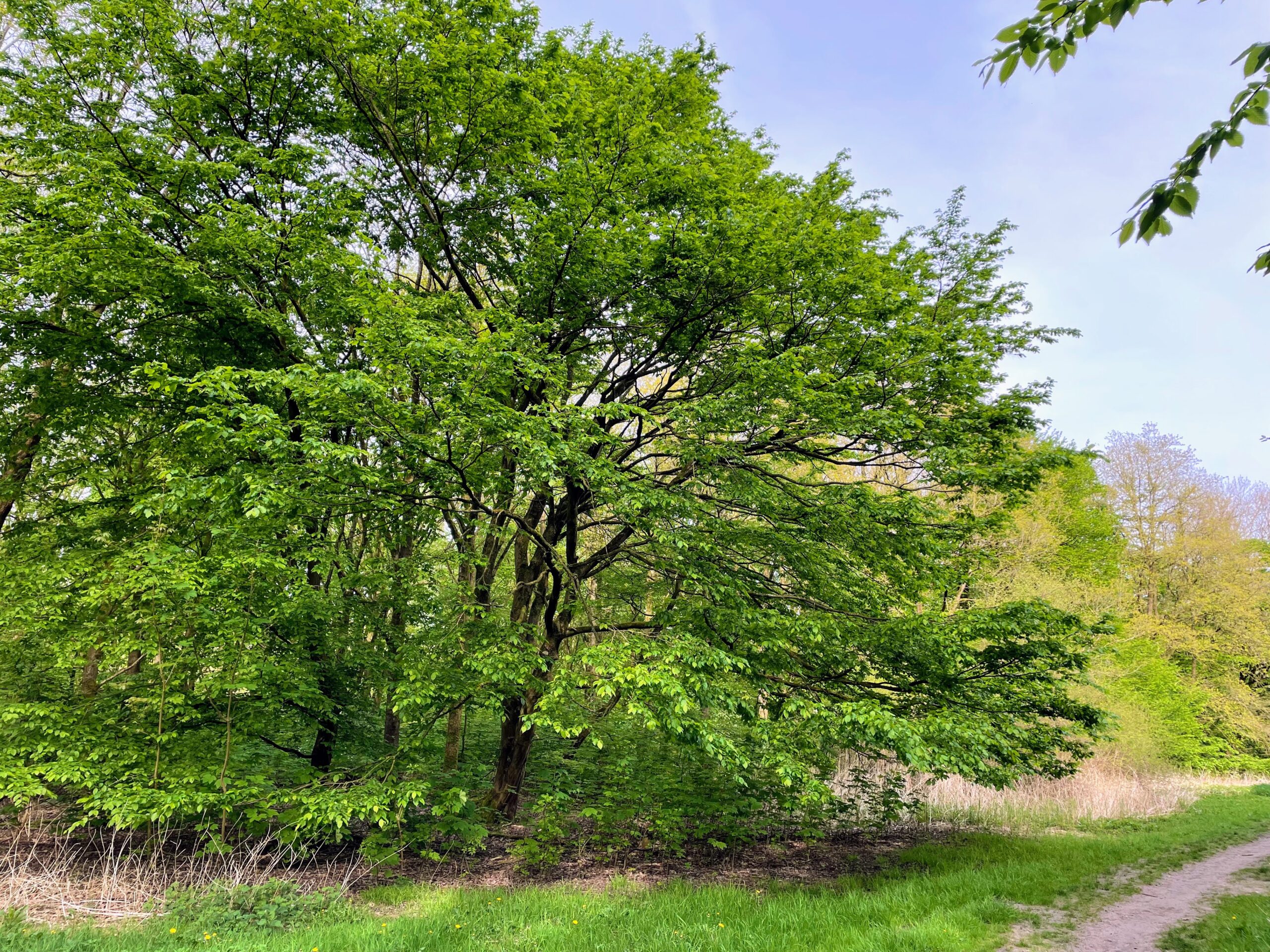 Groene boom langs een wandelpad in een bosrijke omgeving onder een heldere, blauwe lucht.