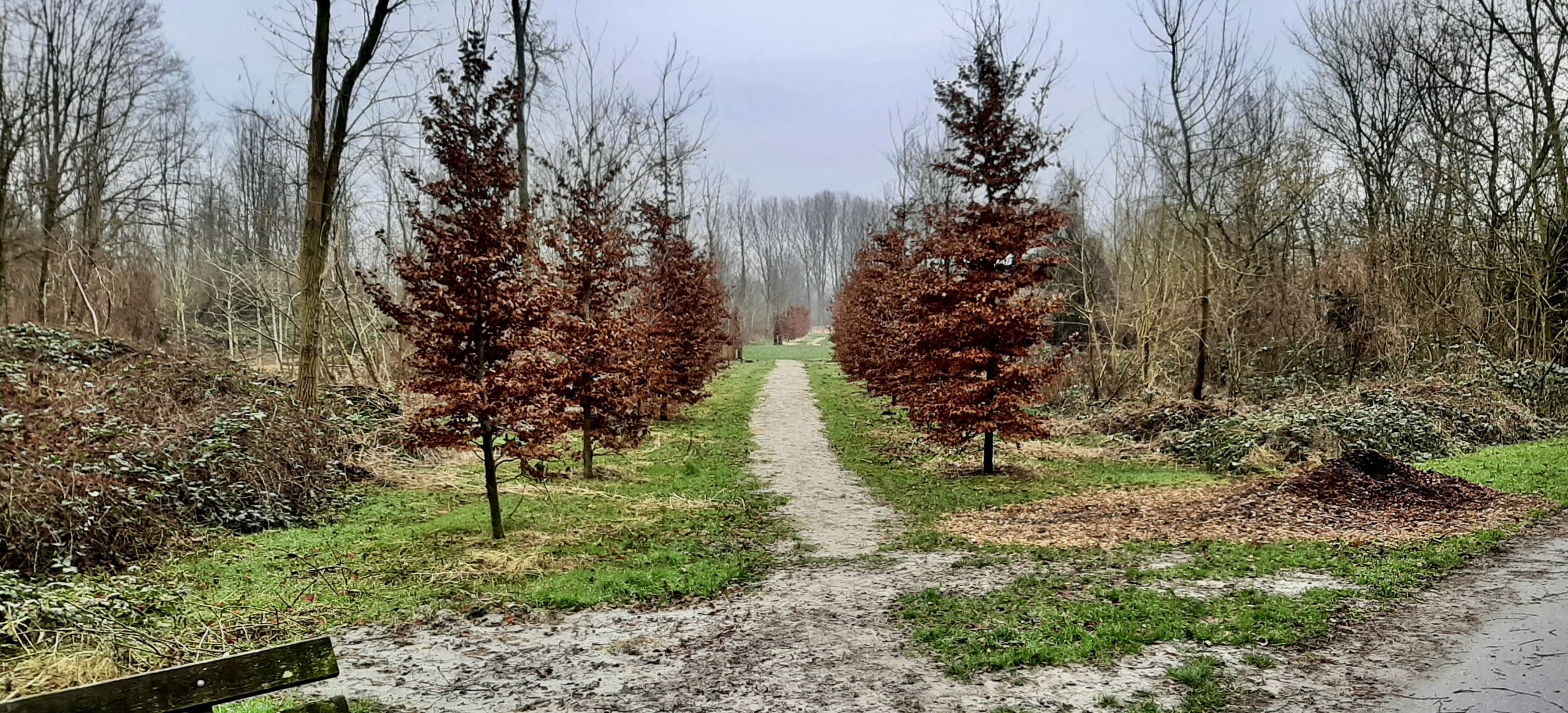 Smal pad geflankeerd door bomen met bruine bladeren in een bosrijk gebied.