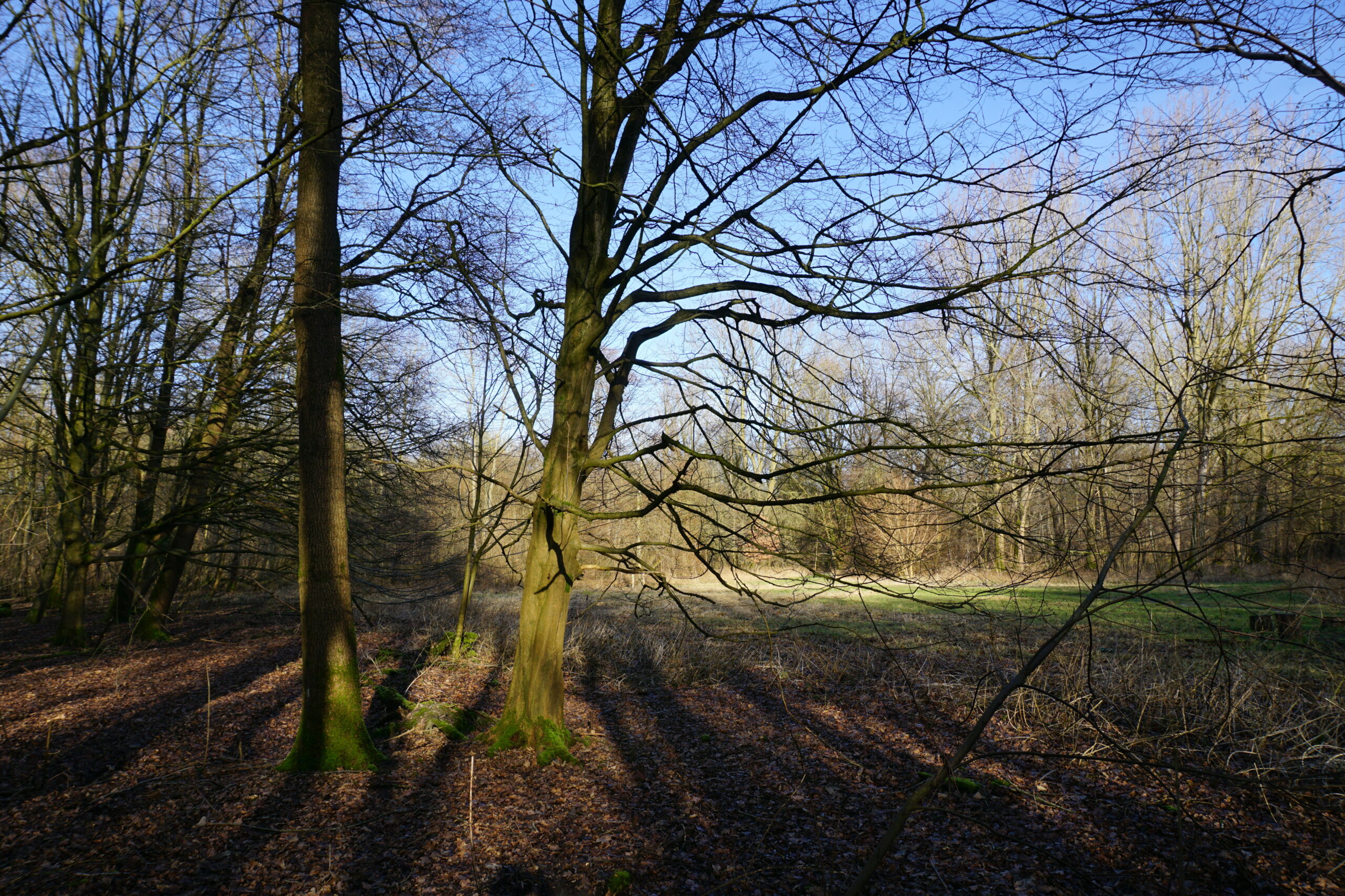 Bos met kale bomen in de winterzon, met lange schaduwen op de grond.