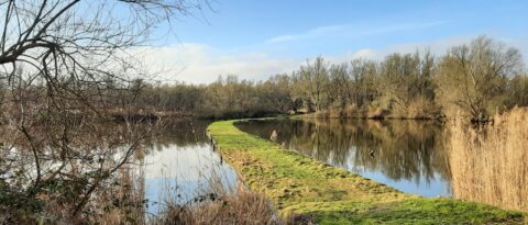 Een smal pad omgeven door stil water en kale bomen onder een helderblauwe lucht.