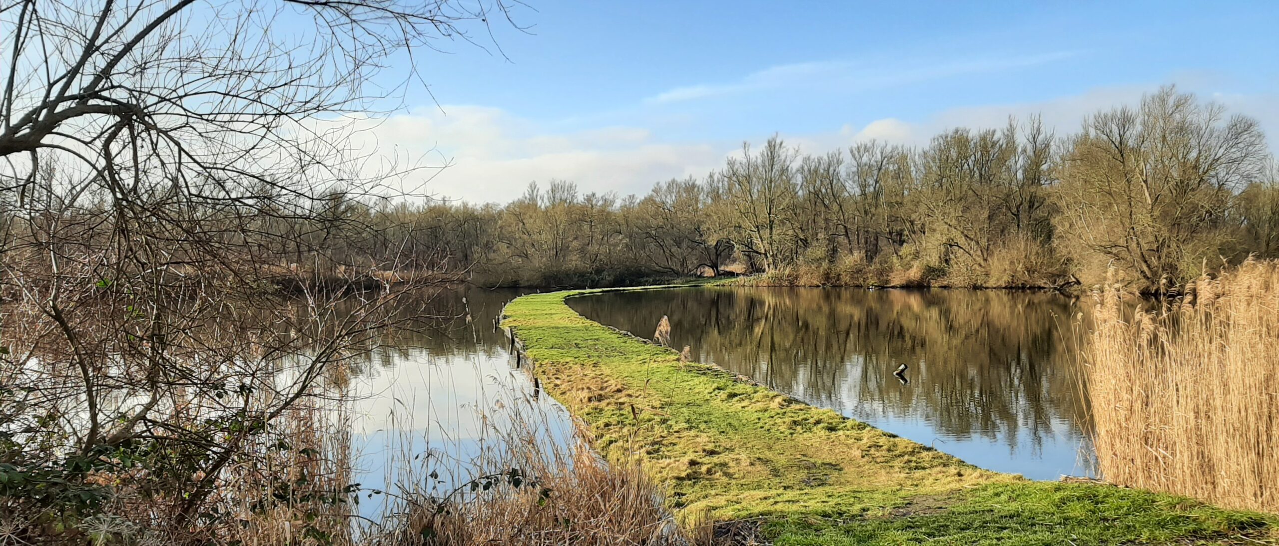 Een smal pad omgeven door stil water en kale bomen onder een helderblauwe lucht.