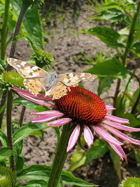 Vlinder rust op een roze echinacea bloem in een groene tuin.