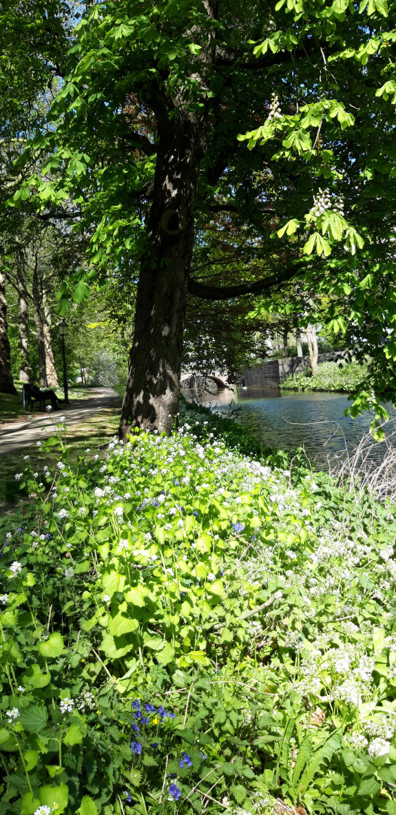 Foto , Zocherplantsoen, licht en donker, boom en struik