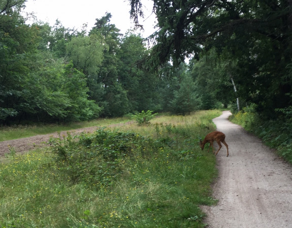 Den Treek ree foto van Johannek Maris