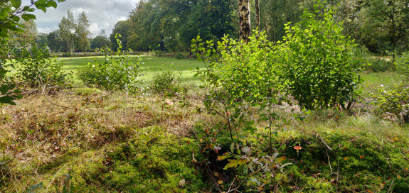 Den Treek de Troet foto van Gerda Schregardusw