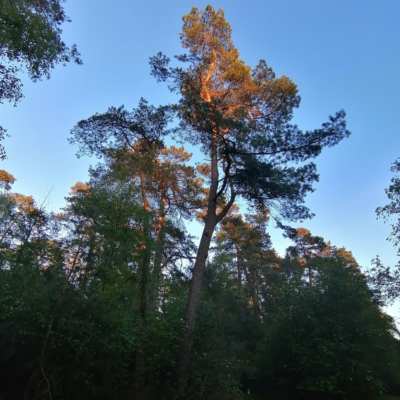 Zon door de bomen, namiddag in mei