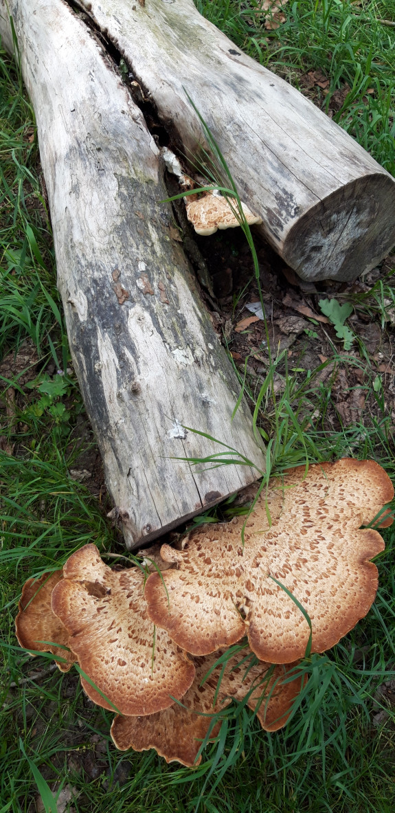 Dode boomstam met paddenstoel