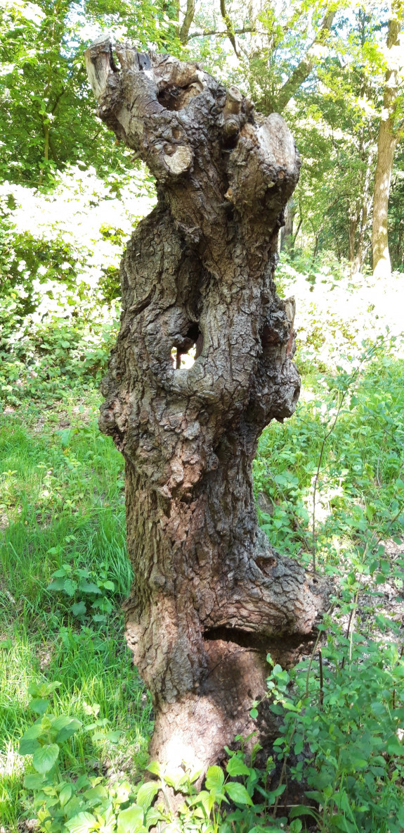 Ook dood hout is mooi hout !