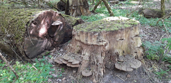 Oude boom