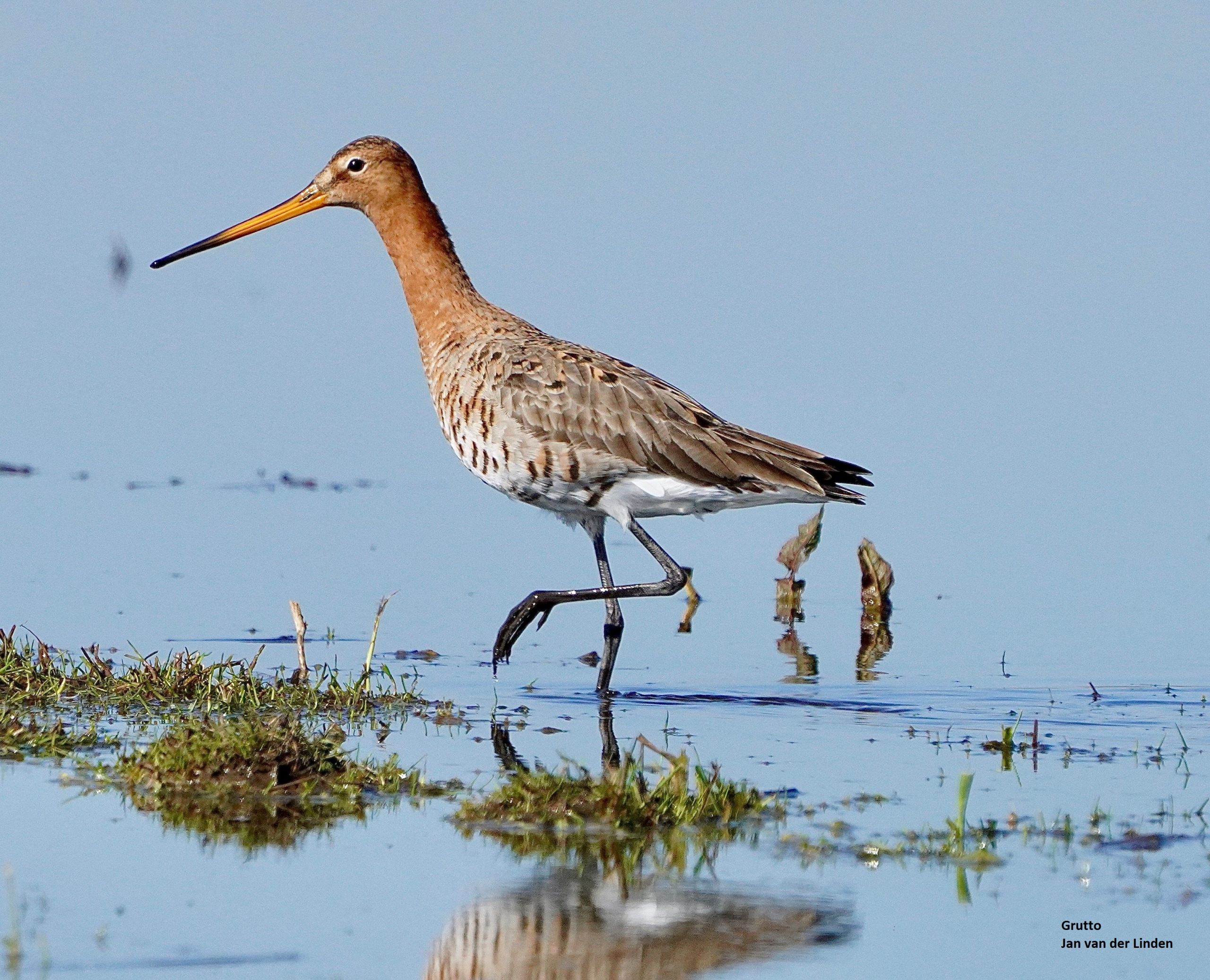 Een grutto loopt in ondiep water met gras, bij een heldere lucht.