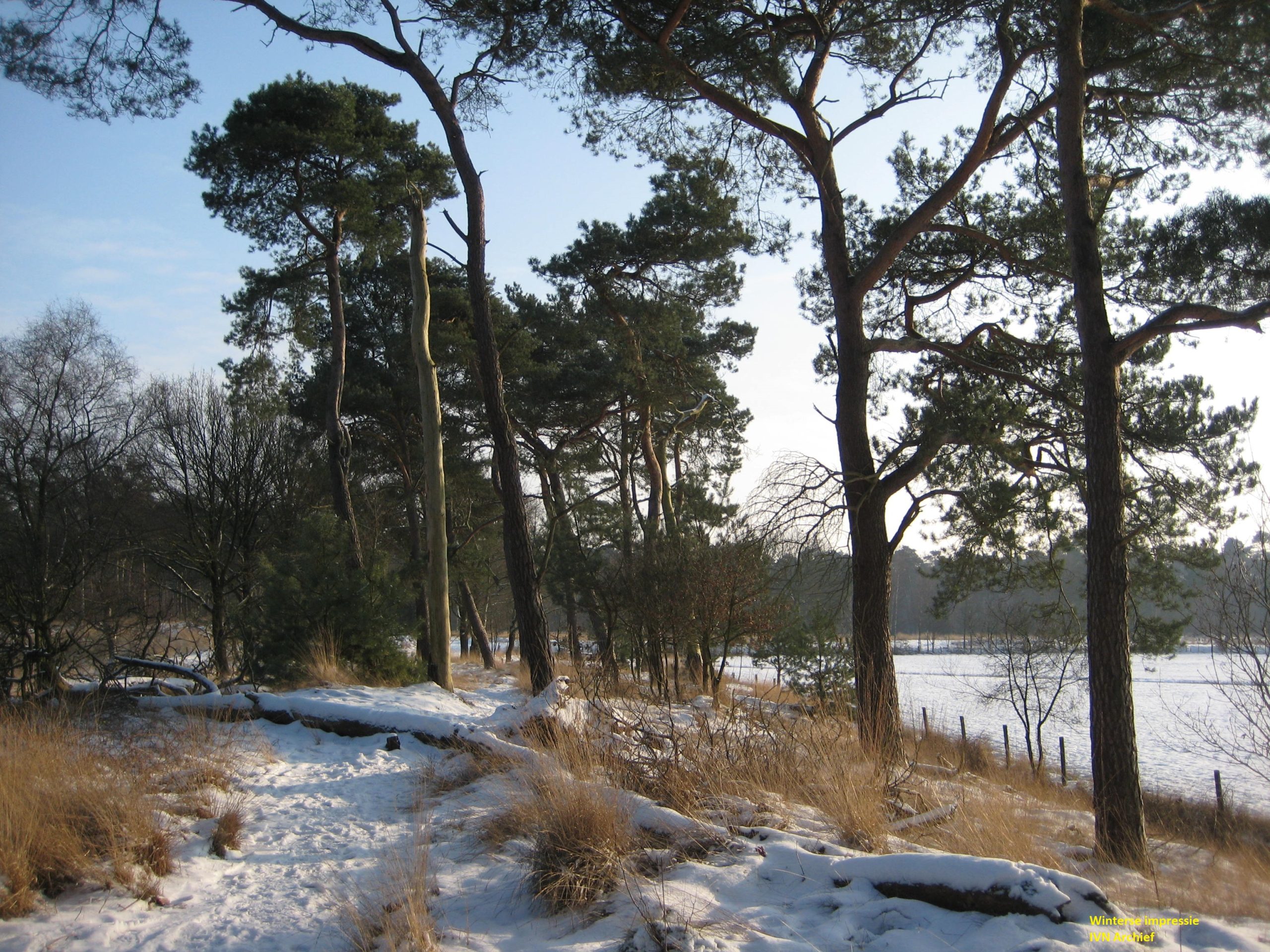 Besneeuwd bospad met naaldbomen onder een heldere, blauwe hemel.