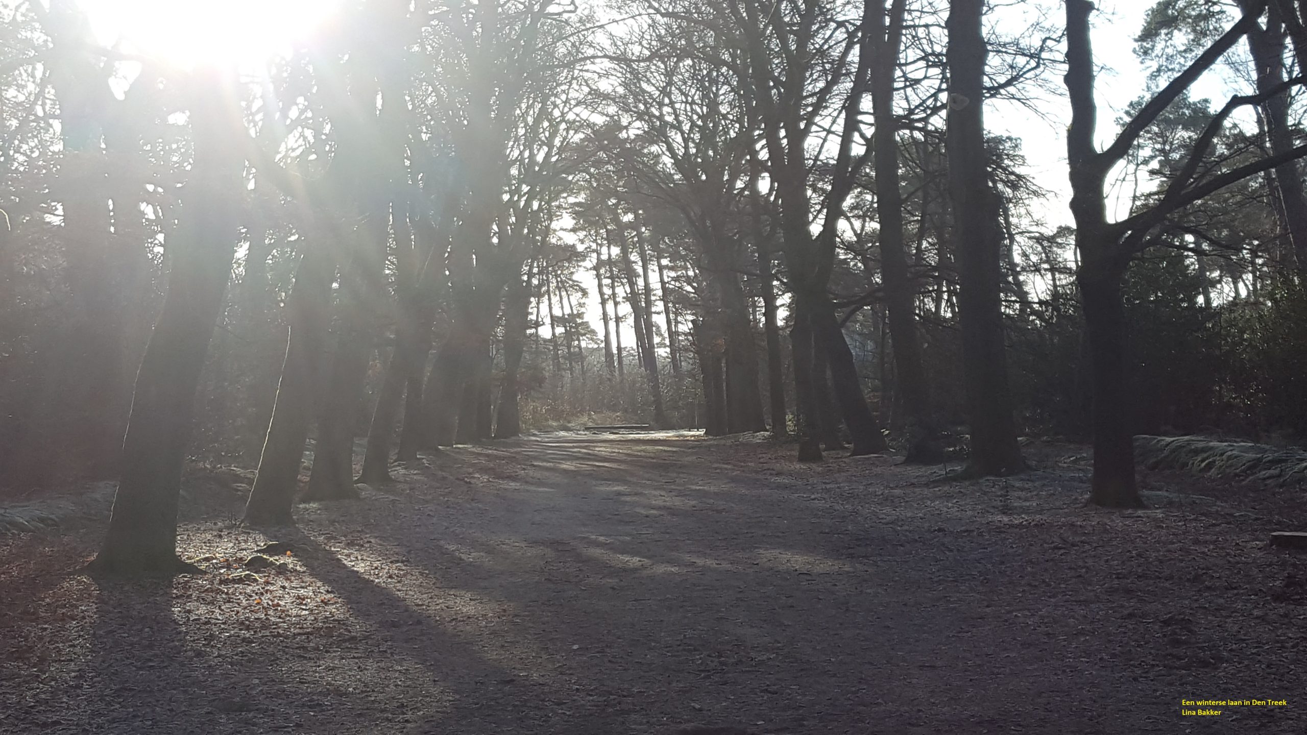 Een winterse laan in den Treek