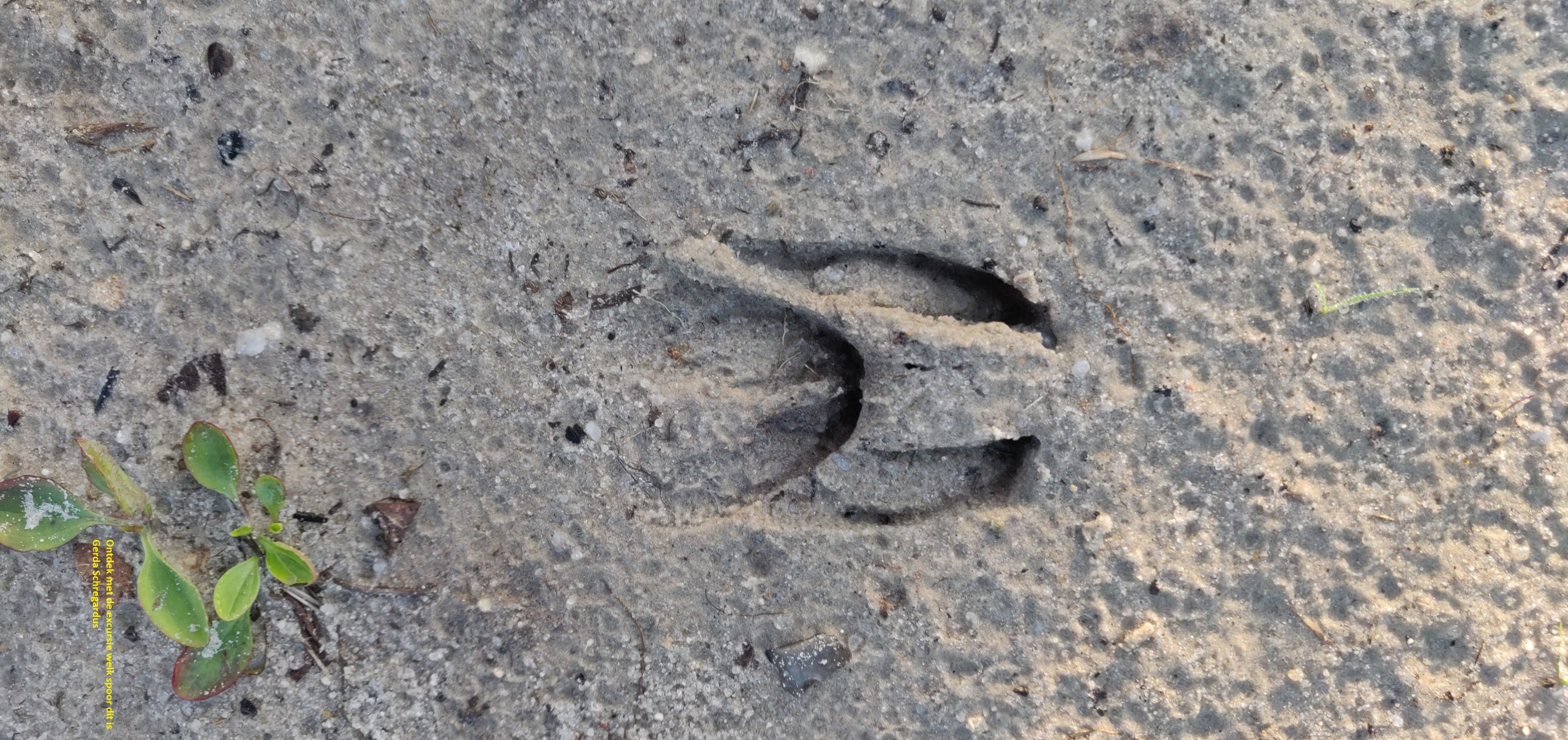 Een hoefafdruk in zand met kleine groene plantjes ernaast.
