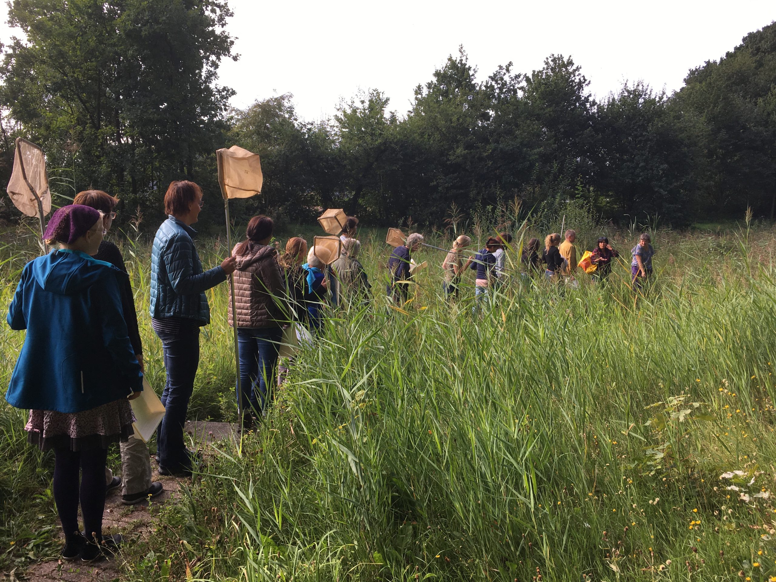 Een groep mensen loopt met vlindernetten door hoog gras in een natuurgebied.