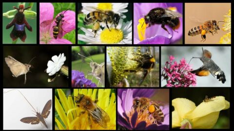 de bijtjes en de bloemen