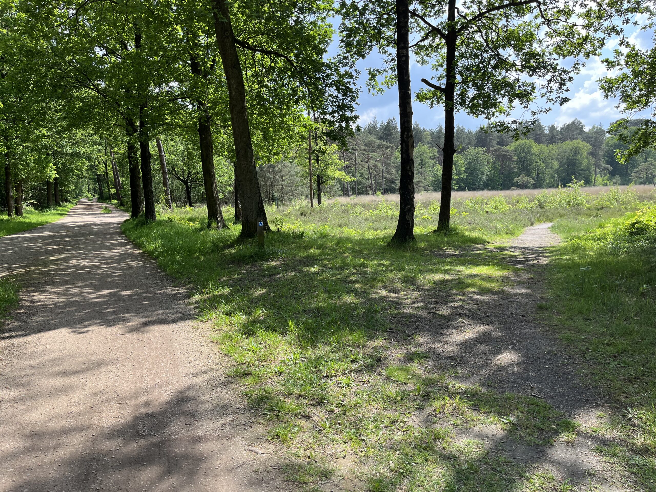 Bosrijk pad met splitsing naar open veld onder zonlicht.