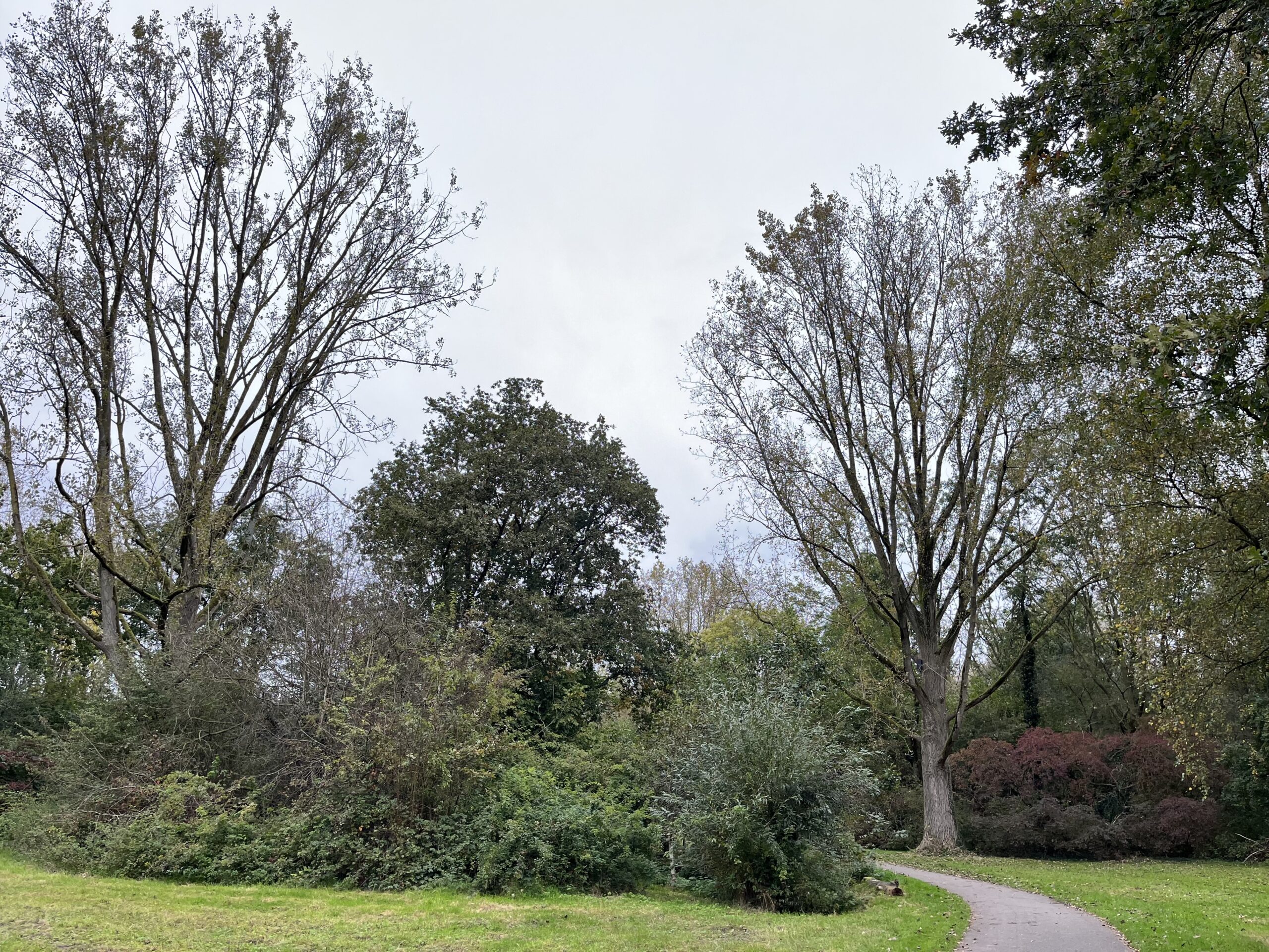 Bosrijk park met een kronkelend pad, hoge bomen en dichte struiken.