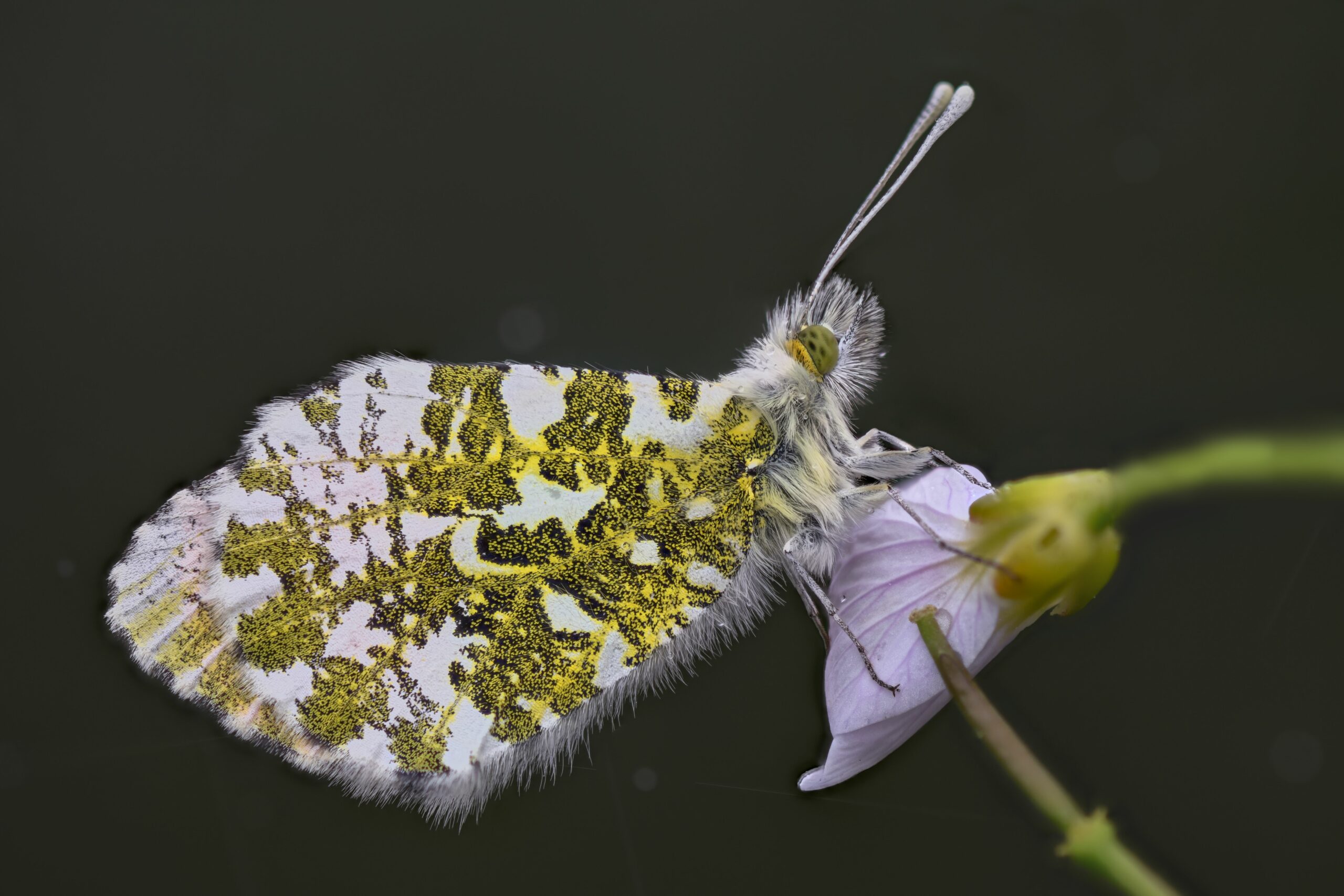 Close-up van een mot met geel-witte vleugels op een roze bloem tegen een donkere achtergrond.