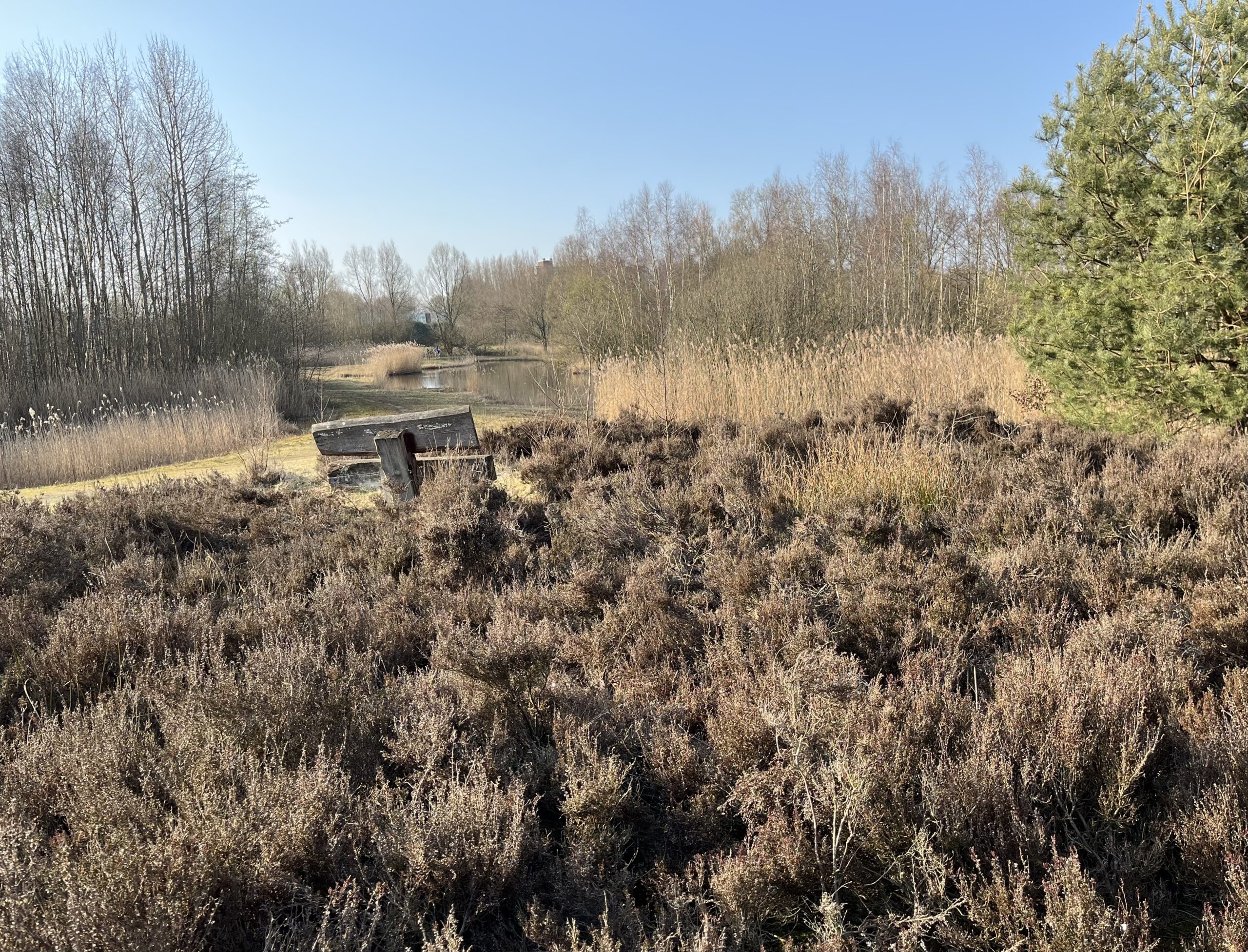 Boslandschap met kale bomen, gras, een houten bank en een vijver onder een heldere blauwe lucht.