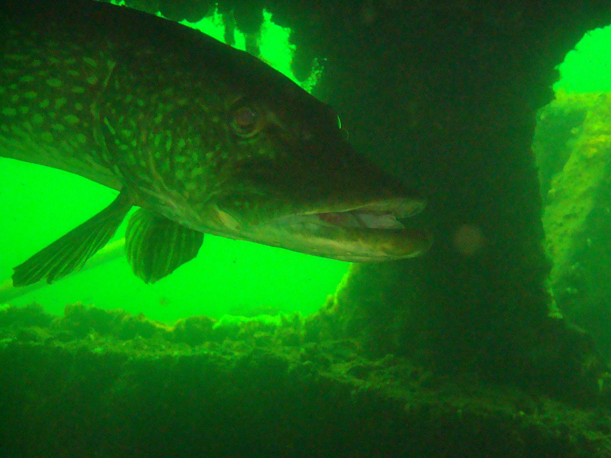 Een snoek zwemt onder water naast een algbegroeide structuur.