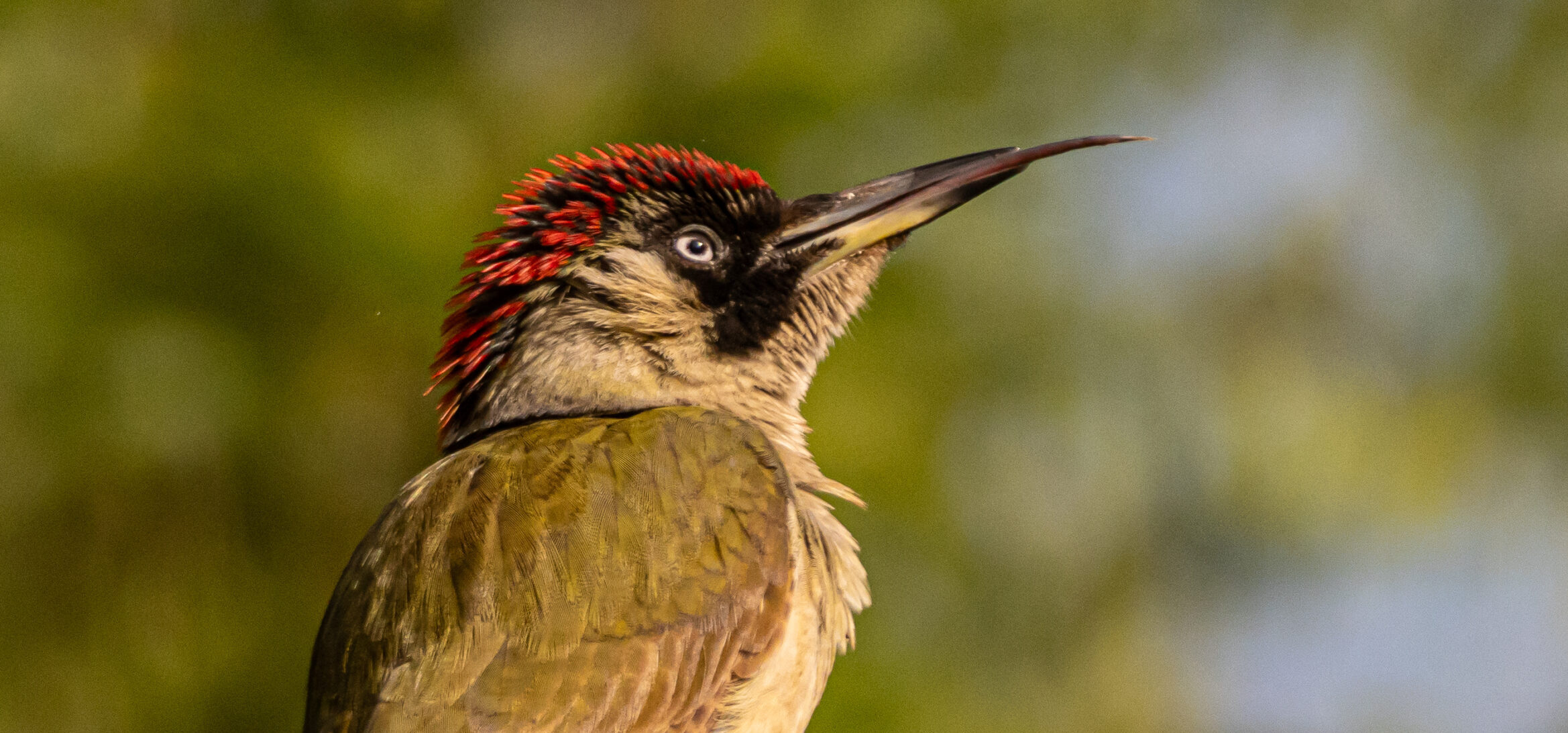 Specht met rode kruin kijkt omhoog naar rechts tegen een wazige, groene achtergrond.