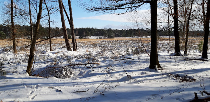 Besneeuwd bos en open veld met kale bomen en blauwe lucht op een zonnige winterdag.