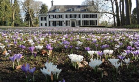 Veld vol paarse en witte krokussen voor een groot, klassiek huis in een bosrijke omgeving.