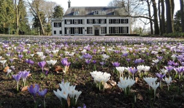 Veld vol paarse en witte krokussen voor een groot, klassiek huis in een bosrijke omgeving.