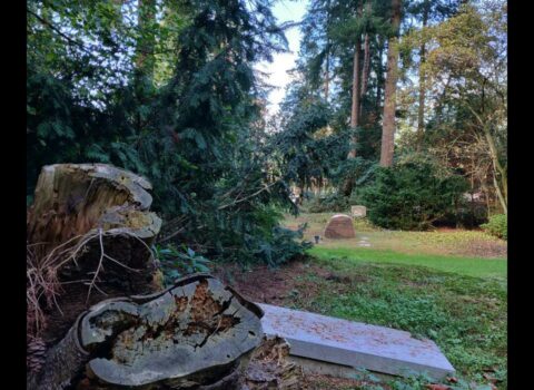 Een begraafplaats met een omgevallen boomstronk, groene bosrijke omgeving en grafsteen.