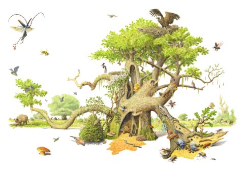Groot oud bos met diverse dieren en insecten, zoals vogels en een wild zwijn, in en rond een grote boom.