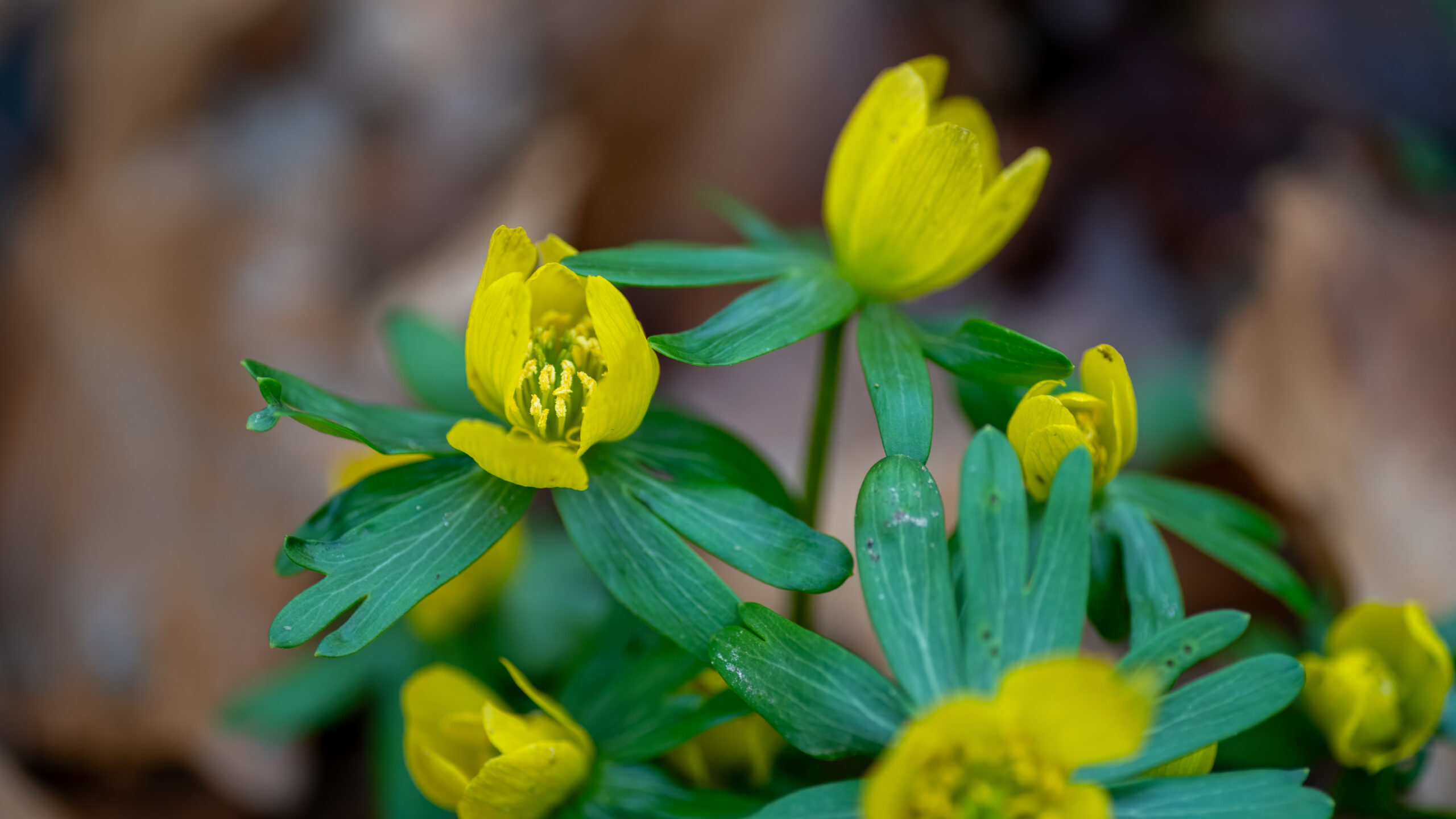 Gele bloemen met groene bladeren, close-up, tegen een onscherpe achtergrond.