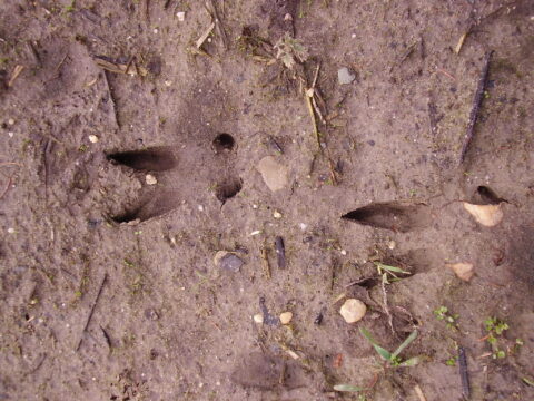 Sporen van een zwijn in natte aarde, omgeven door gras en kleine takjes.