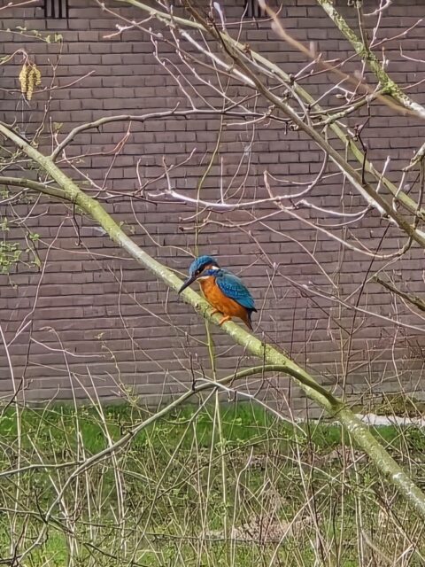 IJsvogel op tak voor bakstenen muur, met kleurrijk blauw en oranje verenkleed.