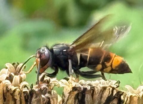 Grote wesp voedt zich op een verwelkte bloem tegen een wazige, groene achtergrond.