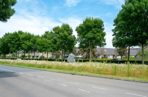 Rij bomen met huizen op de achtergrond; wilde bloemenveld en een weg op de voorgrond.