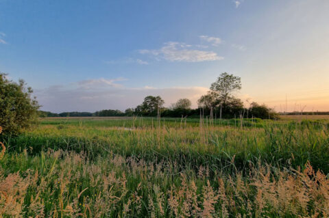 Weids landschap met grasland en bomen onder een pastel gekleurde avondhemel.