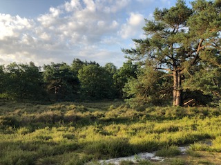 Zonnig landschap met groen veld, enkele bomen en een licht bewolkte blauwe lucht.