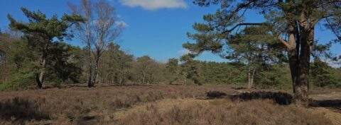 Bosrijke heide bij helderblauwe lucht, enkele bomen en struiken zichtbaar.