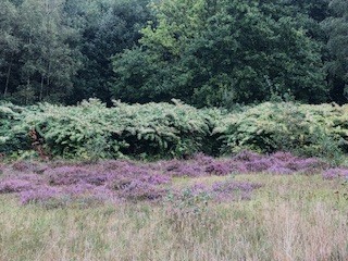 Paarse heide voor dichte groene struiken en bomen in een bosrijke omgeving.